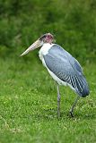 Marabou Stork